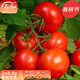 壽禾 石盾197石頭番茄種子大紅西紅柿早熟冬春季蔬菜普羅旺斯 石盾197種子30粒裝