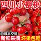 迭果四川櫻桃攀枝花米易小櫻桃瑪瑙紅國產(chǎn)土車(chē)厘子新鮮水果順豐空運 0g(凈重) 縣鄉鎮村勿拍 土櫻桃1000g