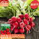 壽禾  水蘿卜種子涼拌紅皮羅卜陽(yáng)臺東北冬春季種植蔬菜菜籽種籽 濰豐卡洛爾2號蘿卜種子12g