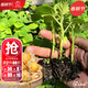 大禹東北姑娘果苗種苗帶土秧苗幼苗壽光大果燈籠果苗樹(shù)苗水果籽 奶香水果菇娘苗秧苗樹(shù)苗20棵+4棵