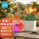 IAM City Farmer虞美人DIY植物種植趣味盆栽桌面盆栽科學(xué)課觀(guān)察植物親子種植10091
