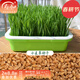 壽禾 貓草種子小麥草麥子套餐套裝水培大麥黑麥草春夏家庭種植草籽 （麥草用）小麥種子 2斤