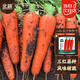 北蔬 胡蘿卜種子苗春季老品種蔬菜種籽 三紅五寸參胡蘿卜種子50g桶裝