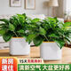 恰意綠蘿盆栽室內植物花卉家用新房?jì)艋諝饩G植水培好養大綠籮 清新迷你小綠蘿1盆+120方形豎紋儲水盆1套+肥