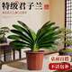 雅致特級君子蘭盆栽花卉植物室內綠植客廳好養7-9片原盆源頭直發(fā)