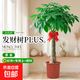 發(fā)財樹(shù)客廳盆栽大綠植室內大型植物落地大號招財樹(shù)大顆高級感擺件 精品獨桿發(fā)財樹(shù)1.2-1.3米+原盆 送彩帶+專(zhuān)用土+肥料