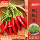 壽禾 蔬菜苗活苗帶土發(fā)貨大全菜苗種苗冬春各種秧苗山東壽光苗子陽(yáng)臺 簇生紅小米朝天椒苗 6棵