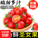 廣西新鮮紅圣女果小番茄蔬菜沙拉水果超市買(mǎi)菜整箱快遞包郵 精選新鮮（單果8g+） 4.5斤 凈重 泡沫箱裝