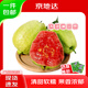 京地達廣西紅心芭樂(lè )凈重3斤 單果150g起 番石榴 生鮮水果源頭直發(fā)包郵