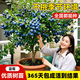 京厽藍莓樹(shù)果苗盆栽特大帶果藍梅樹(shù)苗南北方種植水果苗車(chē)厘子四季結 馬上結果_多分枝精品L25藍莓6年苗包成活包結果 50cm(含)-60cm(不含)