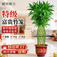 植男植女富貴竹觀(guān)音竹籠轉運客廳大型綠植盆栽室內辦公室開(kāi)業(yè)喬遷源頭直發(fā)