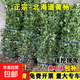 冬青樹(shù)苗四季常青北海道大葉黃楊苗室外綠植庭院圍墻籬笆工程綠化 冬青30-40厘米【50棵】耐寒耐旱_全國可種 201cm(含)-230cm(含)