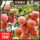 京喜加京東直達頭茬海南桂花香荔枝當季水果新鮮現摘現發(fā)禮盒 精選桂花香荔枝1斤（凈重1斤）單果15-18g