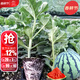 大禹西瓜苗秧苗8424帶土幼苗嫁接特大種苗麒麟美都苗子南方春季 冰糖麒麟西瓜苗帶土幼苗20棵