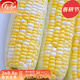 壽禾 超甜水果玉米種子大全紫糯黑甜糯可生食粘甜種孑冬春季壽光蔬菜 [黃白]金輝甜玉米種子100g