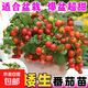 爆滿(mǎn)盆盆栽矮生番茄秧苗紅黃黑小番茄種子櫻桃小西紅柿盆栽陽(yáng)臺 盆栽番茄苗【紅色5顆】送肥