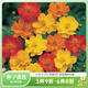 虹越萌吖吖花卉種子 春夏播花園庭院菊花類(lèi)花種 硫華菊 矮桿混色