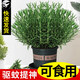 京悠雨【特級】迷迭香苗盆栽可食用驅蚊植物香草薄荷苗水培花卉綠植物室 迷迭香中苗(原土盆)+營(yíng)養液