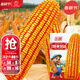 大禹鄭單958玉米種子國審產(chǎn)高矮大棒雜交抗旱抗倒官方正品矮桿包谷 國審鄭單958玉米種子500g2袋
