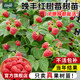 臨雅樹(shù)莓苗雙季覆盆子果樹(shù)苗盆栽地栽南北方種植當年結果紅黃黑樹(shù)莓苗 【旗艦款】晚豐紅樹(shù)莓苗-1棵