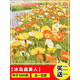 納爾遜小雛菊花種子四季播種開(kāi)花洋甘菊花種籽子室內外陽(yáng)臺花卉盆栽種植 冰島虞美人1000粒