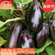 壽禾 長(cháng)茄杭茄種子大全蔬菜紫線(xiàn)茄冬春季盆栽壽光茄子菜籽 特大牛心茄種子 10g