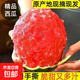 【新緣鮮果】精選現摘頭茬手撕2K糖丸西瓜脆甜多汁時(shí)令生鮮包郵 小糖丸1.5-2斤