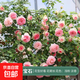 薔薇花苗藤本月季特大花樹(shù)庭院耐寒爬藤植物陽(yáng)臺花卉玫瑰盆栽 月季花苗-粉龍1.6米左右（大花四季濃香）不含盆