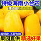 芒果小臺芒胖東來(lái)同款正宗海南小臺芒果新鮮熱帶水果非大臺農當應 海南阿姨手工挑選【海南小臺芒】果面微花皮【全 帶箱5斤【單果100·g+】臻選好品質(zhì)【香味濃