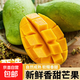 當季越南大青芒熱帶應季生鮮水果整箱大青芒3/5/9斤 綠色 玉芒大青金煌芒250-350克（帶箱5斤）