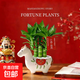 馬上發(fā)財小馬新款文昌竹發(fā)財樹(shù)小盆栽綠植擺件桌面植物馬年伴手禮 【荷花竹+趣味小馬陶瓷盆】送隨機卡片+鋪面石