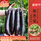 壽禾 蔬菜苗活苗帶土發(fā)貨大全菜苗種苗冬春各種秧苗山東壽光苗子陽(yáng)臺 黑豹長(cháng)茄子苗 6棵