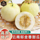 傾睦云南郁金香甜瓜 小蜜罐甜瓜白皮蜜瓜脆甜軟糯白雪小香瓜新鮮水果 9斤 精選中果【單果250-350g】