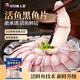 叮叮懶人菜活魚(yú)黑魚(yú)片250g*3袋 免漿黑魚(yú) 海鮮粥火鍋酸菜魚(yú)食材半成品預制菜