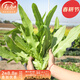 壽禾 油麥菜種子耐熱生菜農家四季蔬菜種孑播冬春季菜種子小青菜菜籽 四季米香油麥菜種子3g約1000粒