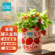 IAM City Farmer草莓罐頭盆栽?xún)和N植小盆栽幼兒園植物學(xué)生種植觀(guān)察作業(yè)10062