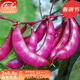 壽禾 刀豆種子四季架豆扁豆陽(yáng)臺春夏播種四季菜種籽種豆角菜籽 朱妍紅扁豆種子15g