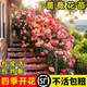 創(chuàng  )京懿選薔薇花苗爬藤四季好養藤本月季室外庭院特大植物陽(yáng)臺花卉盆栽綠植 任選3棵五年中苗優(yōu)惠裝效果圖（留言品種）迅速爬藤款