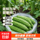 京喜加山東石門(mén)董苦瓜涼瓜癩瓜夏季熱銷(xiāo)減脂解膩下火 苦瓜帶箱2斤 1.8斤