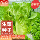 壽禾 當季蔬菜種子大全冬春季適合3-6月種植 意大利生菜種子3g