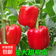 蔬菜苗秧苗大全帶土辣椒苗西紅柿苗番茄苗四季種植庭院陽(yáng)臺 不辣燈籠椒苗3顆帶土球