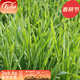 壽禾 貓草種子小麥草麥子套餐套裝水培大麥黑麥草春夏家庭種植草籽 小麥大麥黑麥種子各1斤