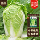 北蔬 白菜種子苗北方山東早熟冬春季蔬菜種籽 膠州大白菜種子約2000粒