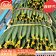 壽禾 密刺黃瓜籽種子大長(cháng)青瓜水果青種瓜蔬菜種菜壽光菜籽 （越冬）油亮先鋒種子20粒