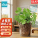 IAM City Farmer含羞草種植盆栽 小學(xué)生科學(xué)趣味diy盆栽 植物觀(guān)察窗發(fā)芽生長(cháng)10032