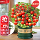 大禹矮生番茄苗盆栽小西紅柿苗帶土秧苗種子圣女果樹(shù)苗壽光水果蔬菜苗 紅矮生盆栽小番茄苗1盆 帶盆土