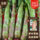 北蔬 紅葉萵苣種子紅皮大棒脆香耐寒冬春季蔬菜種籽 紅萵筍種子20g
