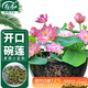 壽禾 碗蓮種子苗荷花水培無(wú)土栽培花種籽 濰育壽藝開(kāi)口碗蓮種子30粒*2