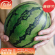 壽禾 小西瓜種子南方早春紅玉西瓜種冬春季播薄皮西瓜西瓜籽 春秋早春紅玉西瓜種子  200粒裝