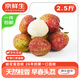 京鮮生海南桂花香荔枝 凈重2.5斤 單果18g+ 新鮮水果 源頭直發(fā)空運包郵